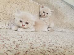 Persian kittens home breed