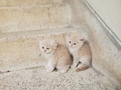 Persian kittens home breed