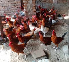 dasi msri male hen available