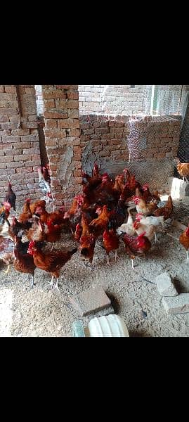 dasi msri male hen available 1