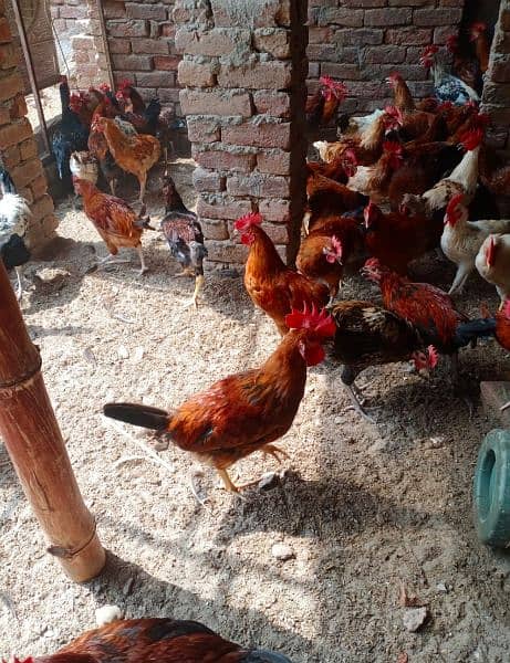 dasi msri male hen available 2