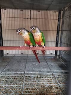 High Red Factor Conure Pair