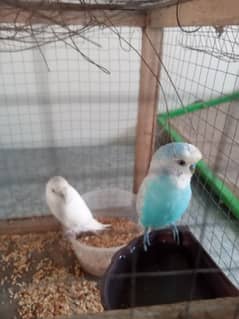 Australian parrot pair