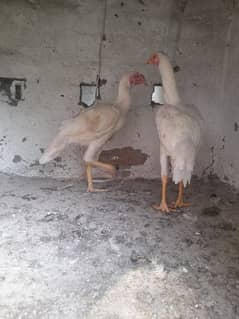 aseel heera chicks