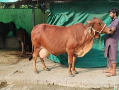 crossbreed pregnant cow 3rd lectation