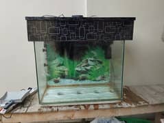 2 feet Fish Aquarium with all accessories