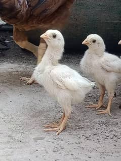 heera chicks (Top Quality) 2000 per piece