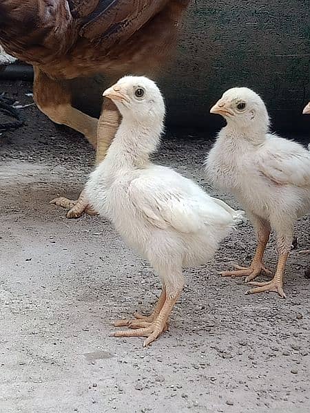 heera chicks (Top Quality) 2000 per piece 0