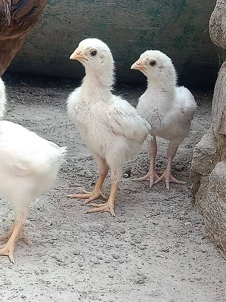 heera chicks (Top Quality) 2000 per piece 1