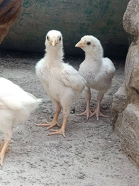 heera chicks (Top Quality) 2000 per piece 2