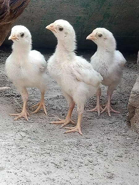 heera chicks (Top Quality) 2000 per piece 3