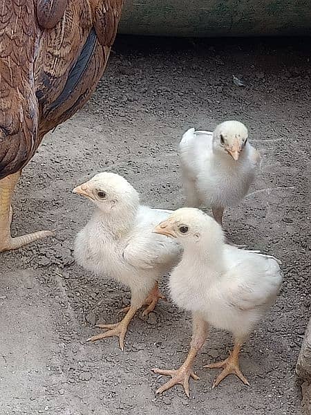 heera chicks (Top Quality) 2000 per piece 4