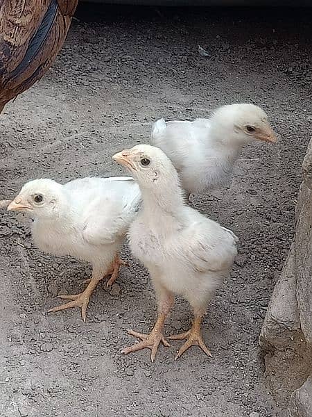 heera chicks (Top Quality) 2000 per piece 5