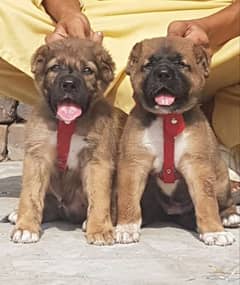 King kurdish kangaal pair pure breed security dog 2months for sale