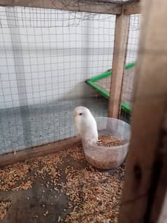 Australian parrot pair with cage