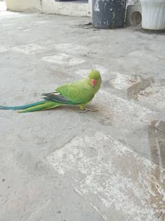 parrot (female) for sale.