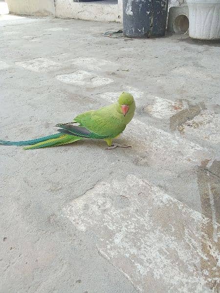 parrot (female) for sale. 0