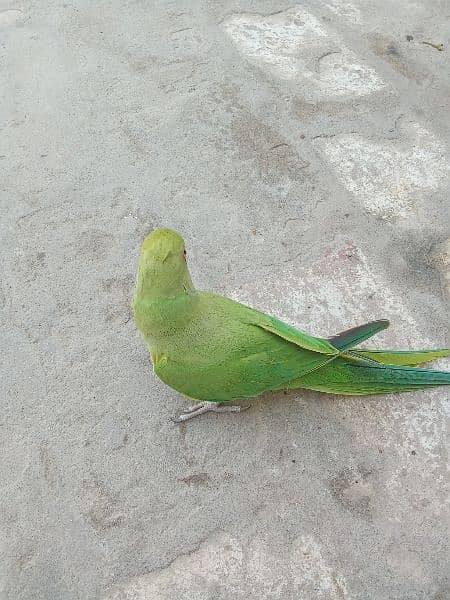 parrot (female) for sale. 2