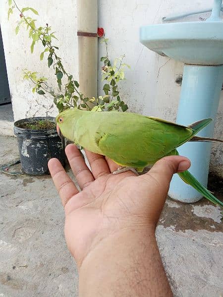 parrot (female) for sale. 3