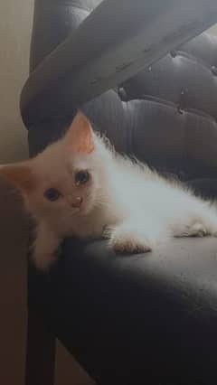 triple coated Persian kittens pair available