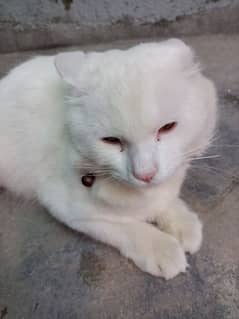 White persian female cat for sale in Islamabad