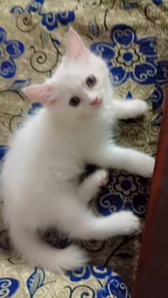 beautiful white Persian kittens