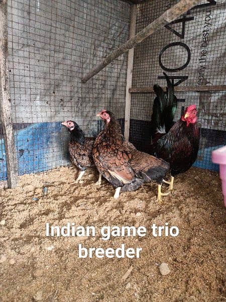 English game Males & Indian game trio breeder set 3