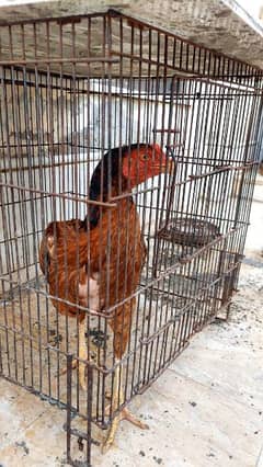 pure aseel hen (Female)