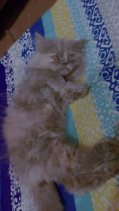 Persian Cat gray color full friendly an active