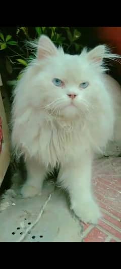 Persian cat triple coat male