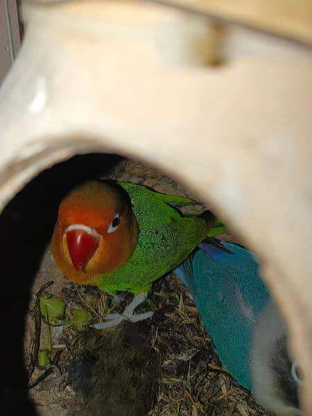 Latino Personsata pair and Fisher and blue Personsata . with cage 1