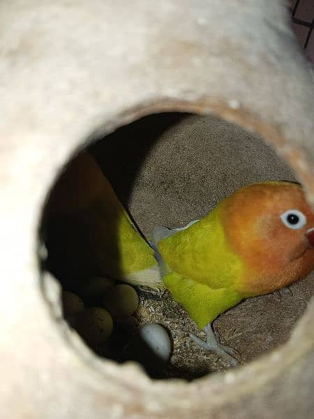 Latino Personsata pair and Fisher and blue Personsata . with cage 3