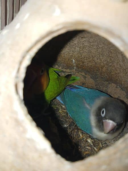 Latino Personsata pair and Fisher and blue Personsata . with cage 5