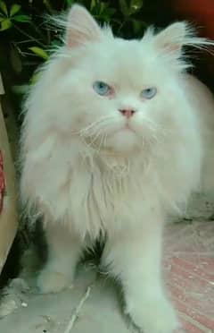 Persian cat triple coat male