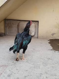 pure mushka pair for sale urgent for sale 100 persent breeding pair