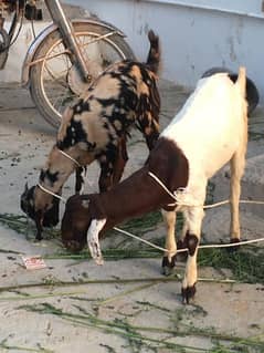 ajrak print &  broun beautiful goats