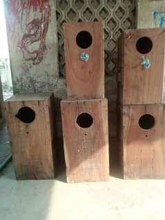 parrots boxes