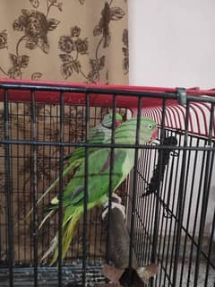 kashmiri Raw Pahari parrot setup for sale.