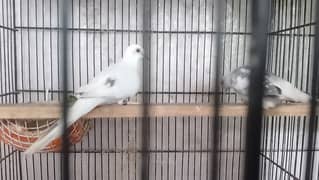 Blue pied dove breeder pair