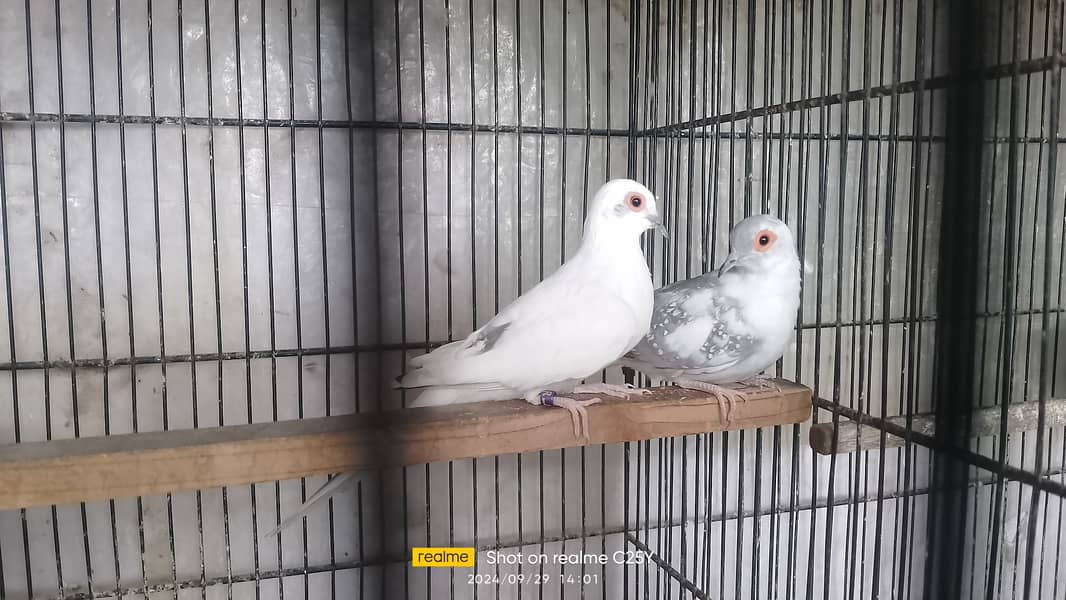 Blue pied dove breeder pair 1