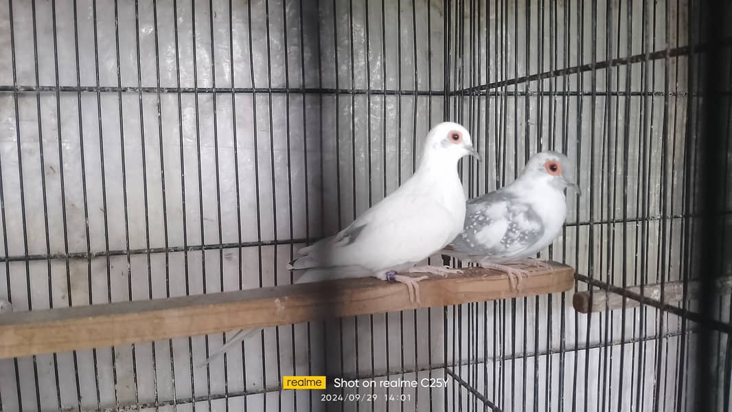 Blue pied dove breeder pair 2