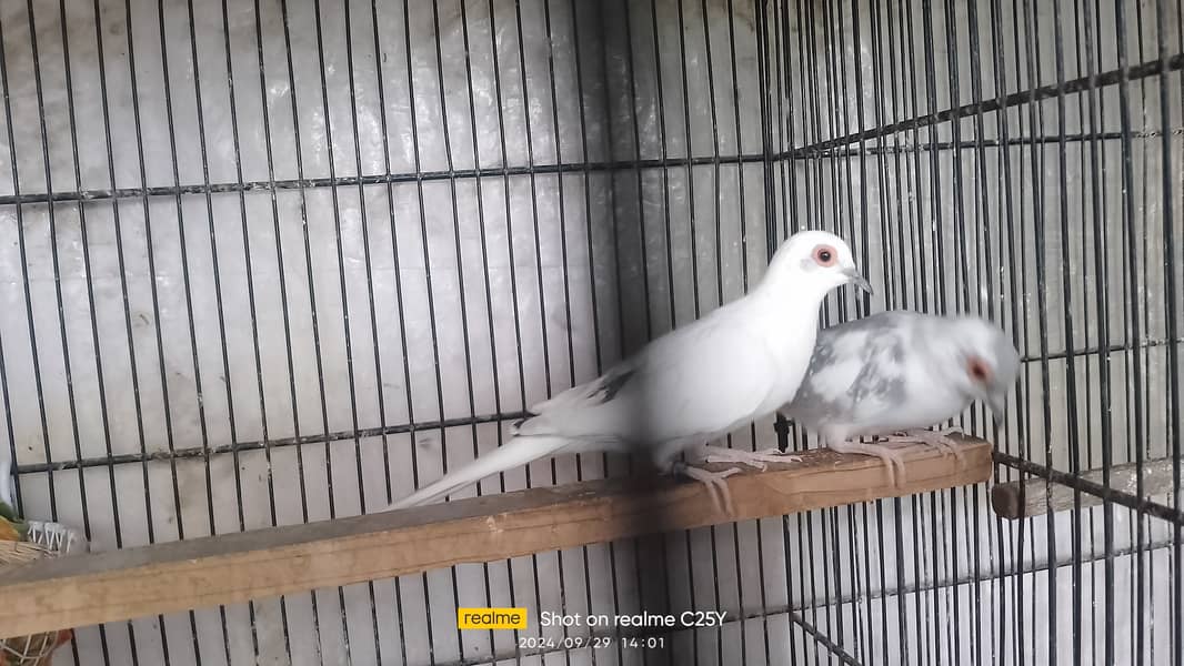 Blue pied dove breeder pair 3