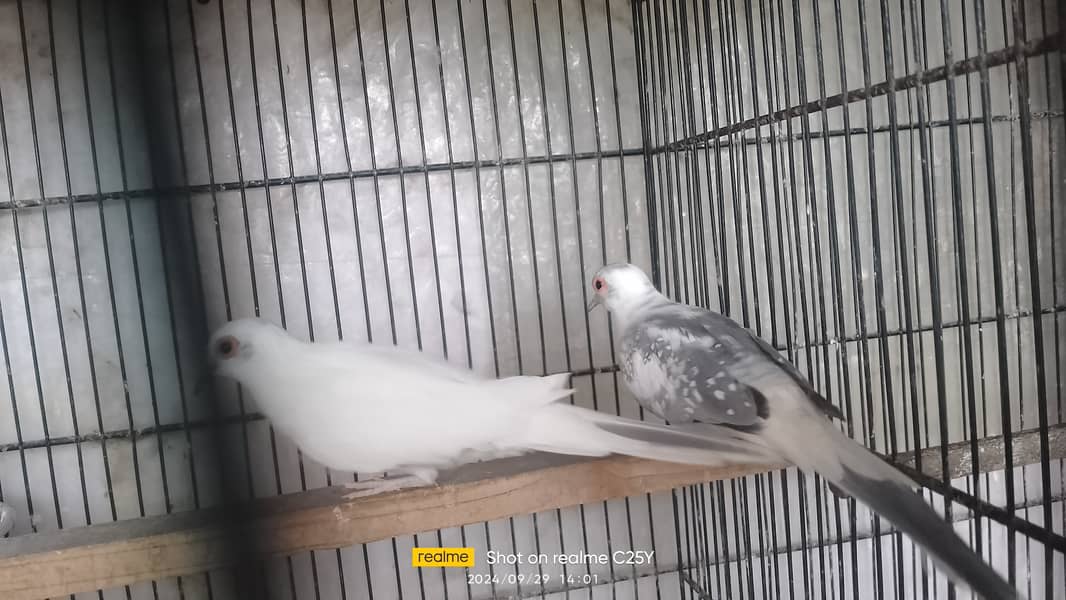 Blue pied dove breeder pair 4