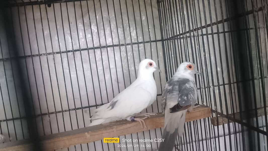 Blue pied dove breeder pair 5