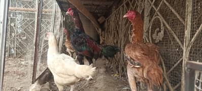 Mianwali Aseel 1 Murgha and 5 Murghian hens - Long Height