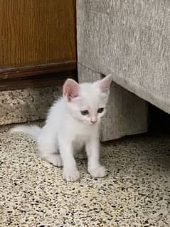 Persian cat 2 month age white color