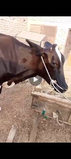 farmi cow pehla suwa 0