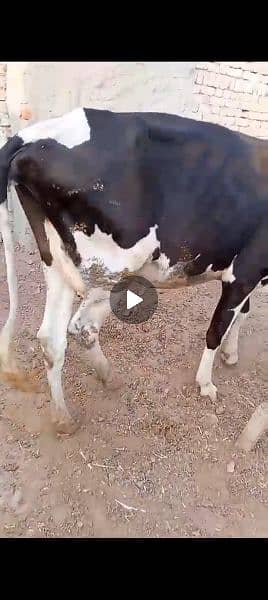 farmi cow pehla suwa 1