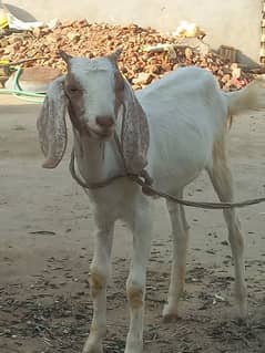 Beautiful Goat 0