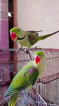 Alexanderine parrot pair